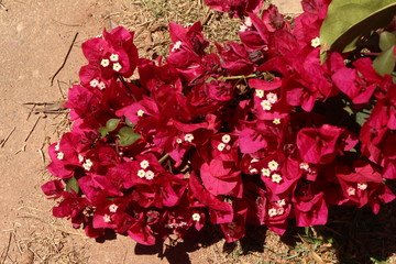 pink flowers bougainville tree in the garden