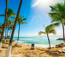 Palms and beach chair in Guadeloupe