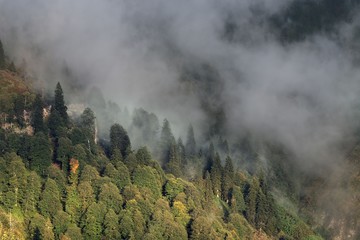 Misty beech forest on the mountain slope in a nature reserve.Artvin /Turkey