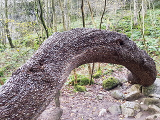 Money Tree in Forest