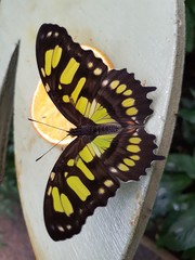 Green Black Butterflies