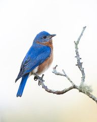 Eastern Bluebird Calling