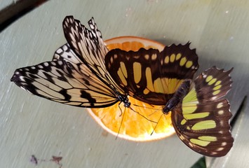 Fototapeta na wymiar White Green Butterflies on Fruit