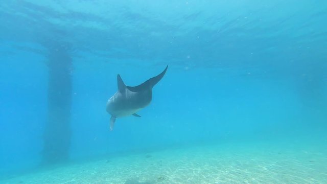 Dolphin slowly swims under surface of blue water.