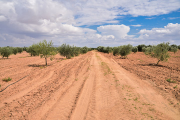 Fototapeta na wymiar grove of young green olive trees on reddish ground