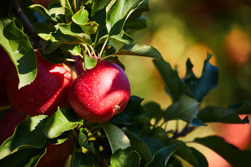 Shiny delicious apples hanging from a tree branch in an apple orchard