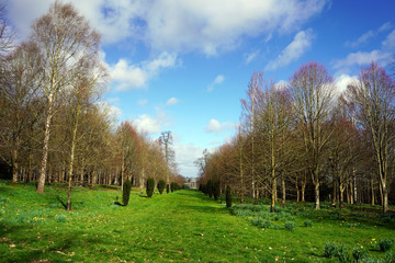 Opening in a formal garden during the winter