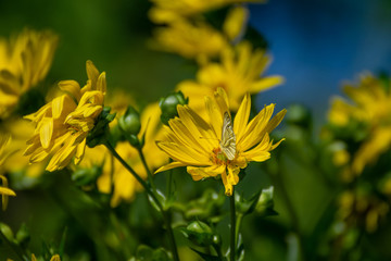 Wunderful colorful flowers