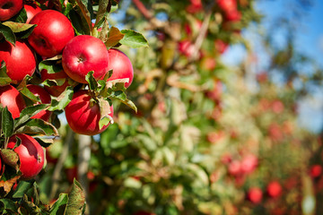 Shiny delicious apples hanging from a tree branch in an apple orchard