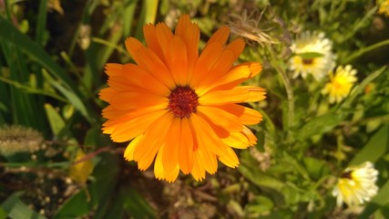 yellow flowers in the garden