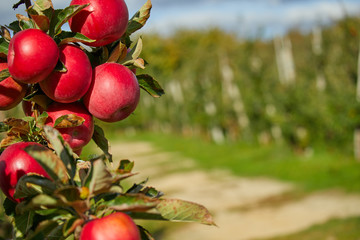 Shiny delicious apples hanging from a tree branch in an apple orchard