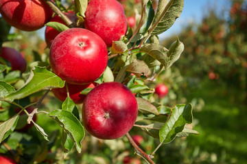 Shiny delicious apples hanging from a tree branch in an apple orchard