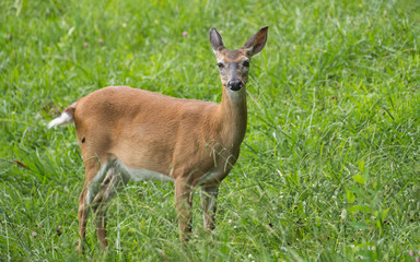 Whitetail Deer