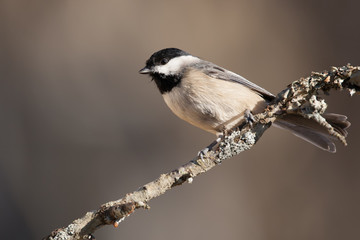 Carolina Chickadee