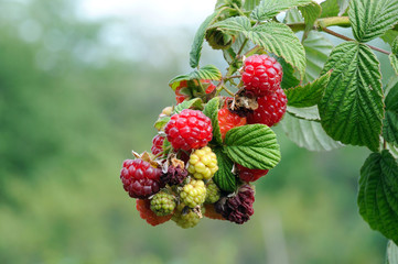 red raspberry fruits on a natural bush against a background of green leaves
