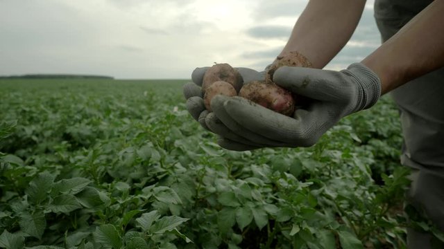 Farmer hands holding fresh potato harvest, potato field on the background. September crops concept, organic farming industry.