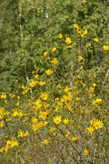 Kleinköpfige Sonnenblumen in Parklandschaft blühen gelb und wachsen hoch - Helianthus microcephalus 'Lemon Queen' - Helianthus microcephalus 