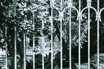 Branches with leaves visible through a metal old fence