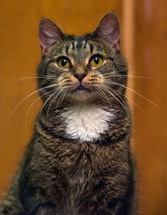 brown with white breast cat