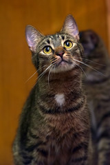 cat with a careful look