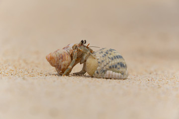 砂浜で戯れるヤドカリ