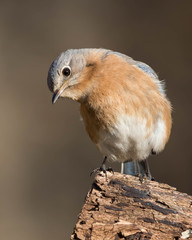 Fototapeta premium Eastern Bluebird