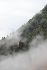 Misty beech forest on the mountain slope in a nature reserve.Artvin /Turkey