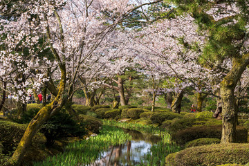 金沢の春　兼六園でお花見