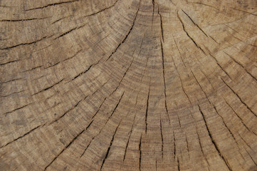 Fototapeta premium old vintage wood. antique wood texture