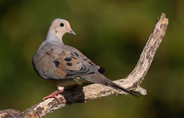 Fotobehang Mourning Dove © mattcuda