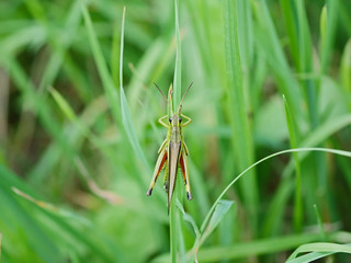 Sumpfschrecke (Stethophyma grossum) männlich