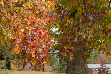 Fototapeta na wymiar Fall season. red maple tree autumn background