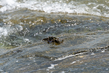 波と戯れるカニ