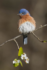 Eastern Bluebird