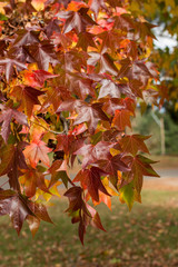 Fall season. red maple tree autumn background