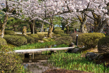 金沢の春　兼六園でお花見