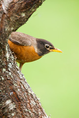 American Robin