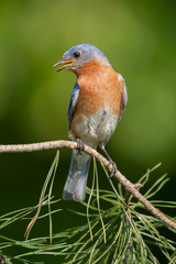 Eastern Bluebird