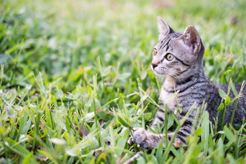 Naklejka na ściany i meble Kittens on green grass.Kitten looking at the victim.Kittens are playing on a green lawn. Kitten secretly on the grass.According to the victim or enemy.Free space to enter text.