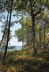 landscape of sea side,wildness,trees in summer