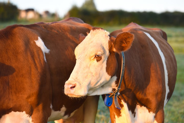 vache viande lait betail agriculture bovin champs environnement bio