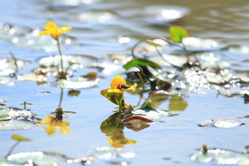 Bee pollination on yellow floating heart