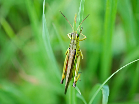 Sumpfschrecke (Stethophyma grossum) m&auml;nnlich