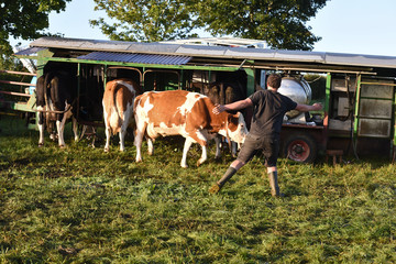 vache viande lait betail agriculture bovin champs environnement bio
