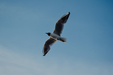 seagull in flight