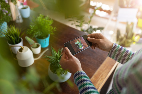 Woman taking photo of potted plant with her smartphone