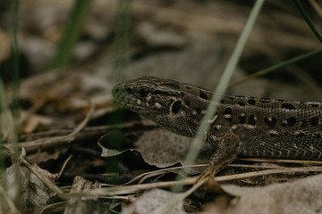 lizard in the grass
