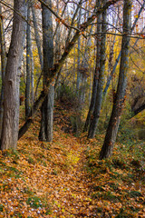 Forest with yellow and green trees 