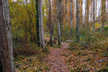 Forest with yellow and green trees 