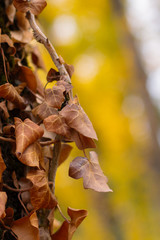 Forest with yellow and green trees 